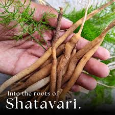 Image result for Asparagus racemosus