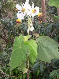 Image result for Sparrmannia