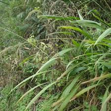 Image result for Setaria poiretiana