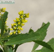 Image result for Melilotus indicus