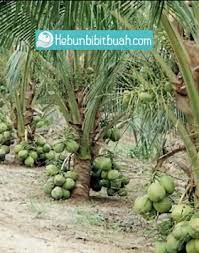 Saya ada membekal benih kelapa matag g2 yang diambil dari estet bagan datoh perak.benih adalah berkualiti dan anda pasti berpuashati.harga yang ditawarkan adalah yang paling murah dipasaran.harga boleh kurang lagi bagi belian yang banyak.lokasi terdapat juga di klang selangor. Bibit Kelapa Pandan Wangi Kebun Bibit Buah