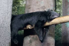 And the tree of life is home to many rare animals. Binturong Wikipedia