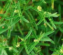 Image result for Tragia rupestris