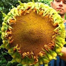 #hokkaido #kürbis #mais #sonnenblumen #sweetcorn #sunflower hai. Beli 3 Benih Bunga Matahari American Giant Import Seetracker Indonesia