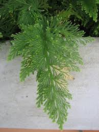 Image result for Selaginella versicolor