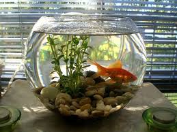 Creative Fish Bowl Ideas Little Piece Of Me Indoor Water Garden Fish Bowl Decorations Garden Solutions