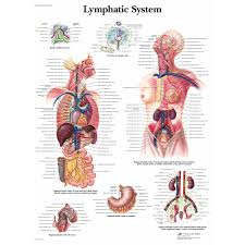 Image result for Lymphatic Anatomy