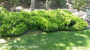 Image result for Pittosporum tobira