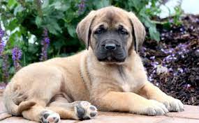 The reason being is that the mastiff lives an average of 8 years. English Mastiff Puppies For Sale Puppy Adoption Keystone Puppies