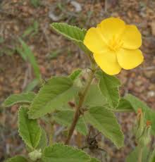 Image result for Melhania acuminata