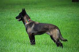 Litter Of 8 Belgian Malinois Puppies For Sale In Noble Ok Adn 41492 On Puppyfinder Com Gender Male S An Belgian Malinois Malinois Malinois Puppies For Sale