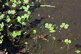 Image result for Marsileaceae