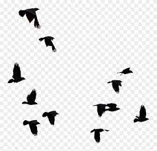 Png Images For Ios Users Will Upload Zip File Soon Bird Cut Out Photoshop Free Transparent Png Clipart Images Download Thousands of new png image resources are added every day.