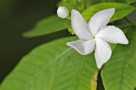 Image result for Tabernaemontana odoratissima