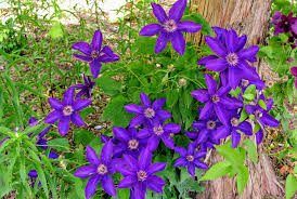 Check spelling or type a new query. Blooming Clematis At My Farm The Martha Stewart Blog