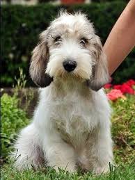 Petit Basset Griffon Vendeen Dogs Cute Dogs Beautiful Dogs