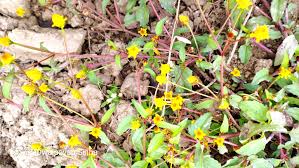 Image result for Alloteropsis paniculata