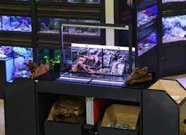 Jual beli akuarium/aquarium, aksesoris aquascape, ikan, pompa, filter, hiasan & coral harga murah di bukalaak garansi uang kembali 100% Tips Memulai Usaha Toko Aquascape Jakarta