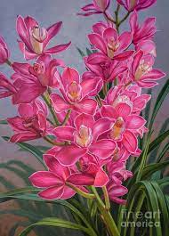 Orchid Fever 1 Pink Cymbidiums By Fiona Craig Orchids Painting Flower Art Flower Painting