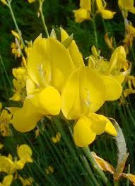 Image result for Spartium