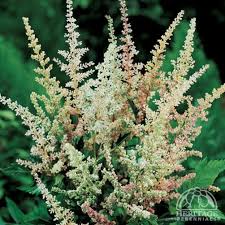 Some of the tallest cultivars available are nearly 5 feet (1.5 m.) tall at maturity. Astilbes Stand Tall Through Winter Garden Making