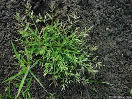 Image result for Eragrostis racemosa