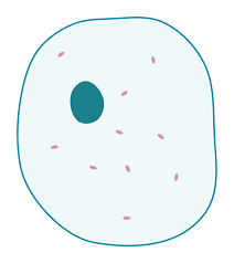 Check spelling or type a new query. File Simple Diagram Of Animal Cell Blank Svg Wikimedia Commons