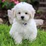 lhasapoo from www.pinterest.com