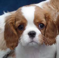 The cavalier king charles spaniel has a slightly rounded face, a small conical muzzle, big round dark eyes, long floppy ears and a long feathered tail. Cavalier King Charles Spaniel Finding A Responsible Breeder Posts Facebook