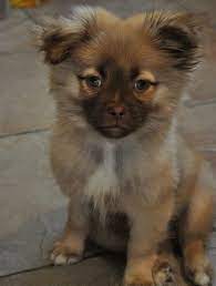 Favorite this post jun 30 aussiedor puppies. My Puppy Oliver Pomeranian Shih Tzu Mix Cute Cats And Dogs Pomeranian Shih Tzu Mix Puppies Animals Friends