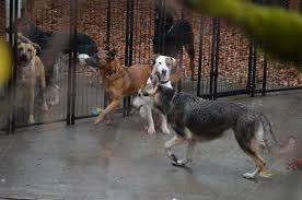 Have you always wanted a pet that wasn't your common dog or cat, but one that you could love just the same? Pamplin Media Group Opinion Reasons For Scappoose Dog Rescue Investigations Run Deep