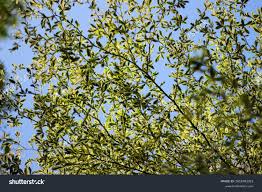 Image result for Terminalia neotaliala