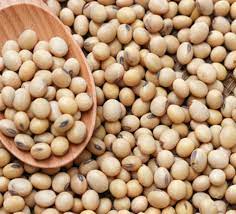 A guide to soya bean farming as planting begins June - Daily Trust