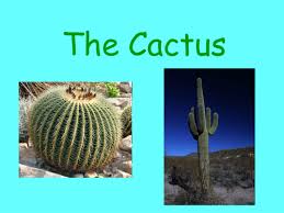 The adaptations of the cactus includes small and spiky leaves that reduce evaporation of water. Adaptation Of The Cactus Teaching Resources