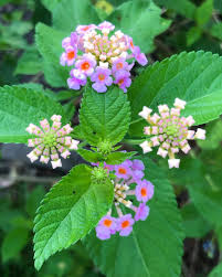 Image result for Lantana angolensis