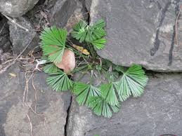 Image result for Actiniopteris radiata