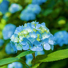 Image result for Hydrangea