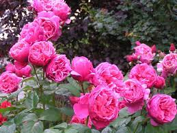 Dee Lish Rosier Line Renaud Fleurir