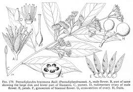 Image result for Pentadiplandraceae