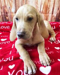 We transform the lives of cats and dogs in need. Homeward Bound Pets Continuing To Care For Animals