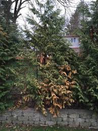 Image result for thuja drying out dead dried symptoms)