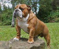 We did not find results for: Most Beautiful Perfect Bulldog Ever Seen Ch Somyway Lordswood Cocker Bulldog Breeds Bulldog Puppies English Bulldog Pictures