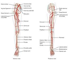 Major arteries and veins human anatomy. Circulatory Pathways Anatomy And Physiology
