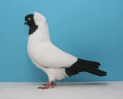 Breeds And Types Of Pigeons From Rollers To Racers