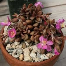 Image result for Anacampseros subnuda