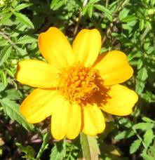 Image result for tagetes)