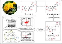 Image result for Kotschya sp.no.A