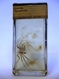 Image result for Pycnosphaera