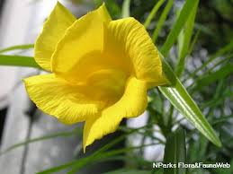 Image result for Cascabela