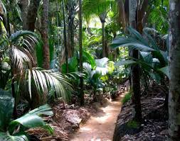 Настя настя, 2 минуты назад, в ответы mail.ru. Vallee De Mai In Praslin Times Of India Travel